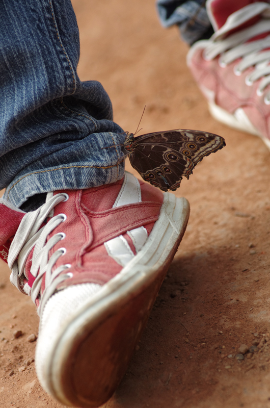 La serre aux papillons la queue en yvelines 5793860279_a775d05f66_o