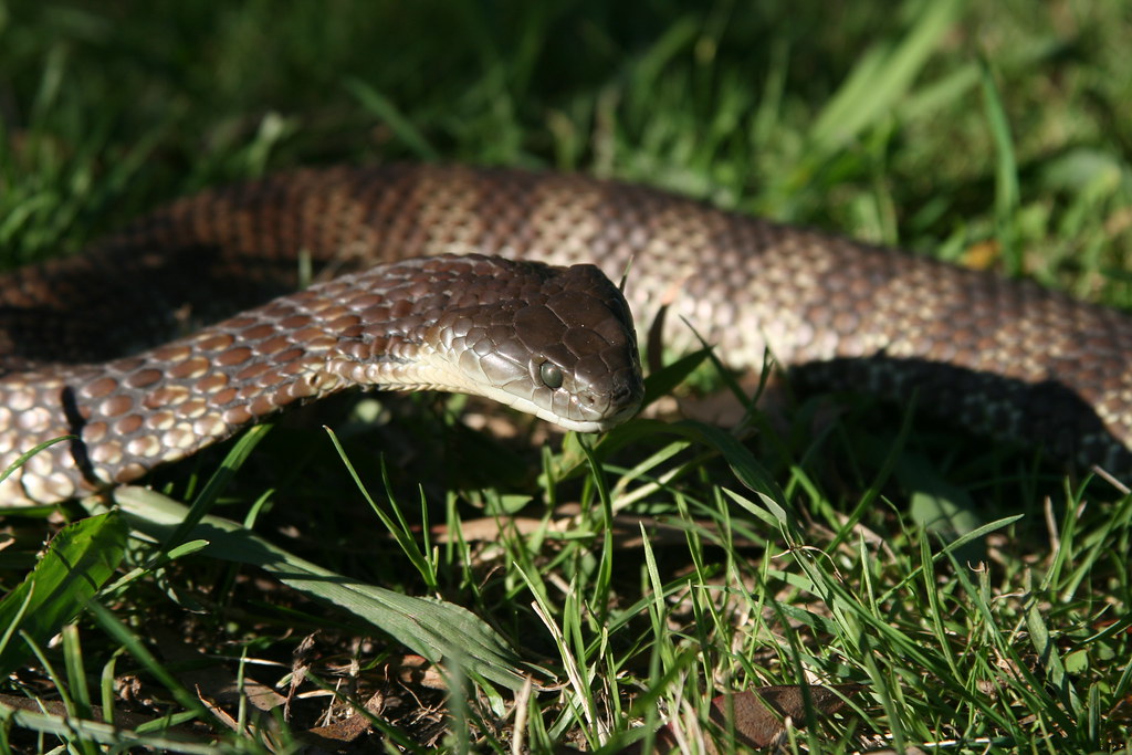 Notechis scutatus,within striking range..... 5292126615_551b760a2e_b