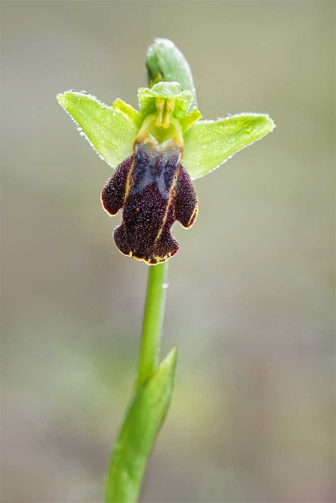 Ophrys lupercalis - Sicile 5371261240_51c3066f11_b