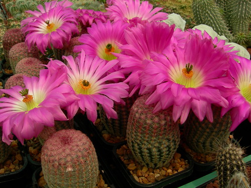 cacti 044