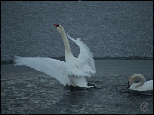 Lac des cygnes 5287698110_8bb38abe86_z