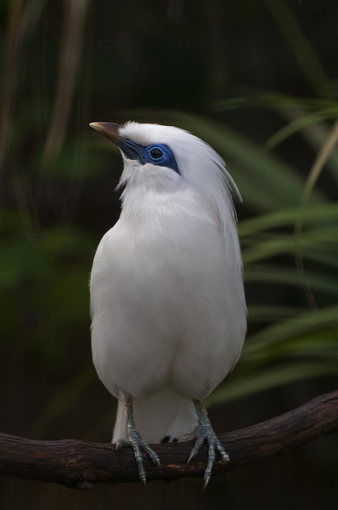 Beauval - 1ère avec le 70 300 (les oiseaux) 5425707197_7570331556_b