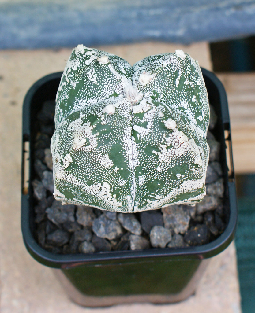 Astrophytum Cultivars