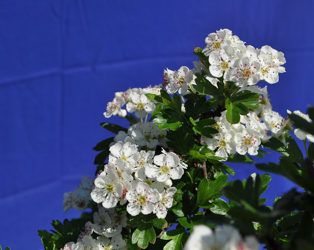 Hawthorn Flowers and Berries!! 5661619911_e22d5f3488_z