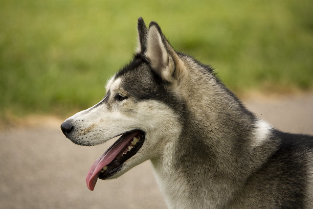 Florida Huskies and the NEW addition 9/5/13 - Page 2 5751659818_2057dc543c_z