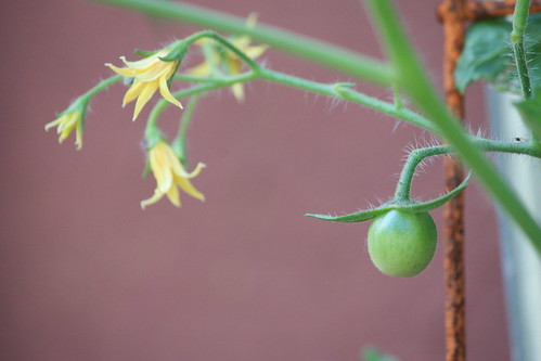 Tomato Tuesday Thread (N&C Midwest).. - Page 4 5858064323_5b18bb25d5