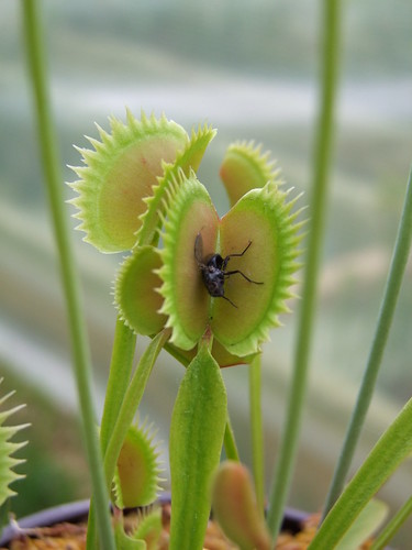 Sarracenia et dionaea pour une fois... 5746774053_91d2074cd0