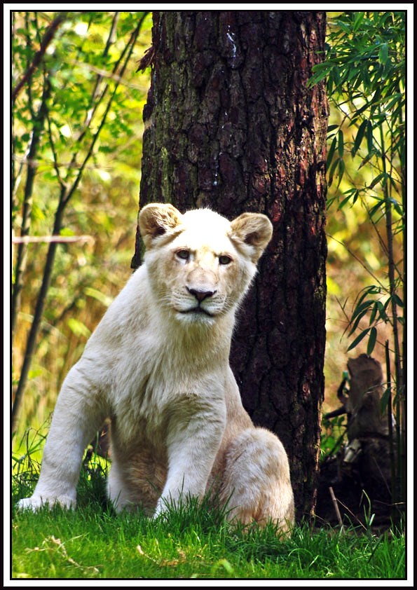 Zoo de la flèche  5622513010_22e766696d_b