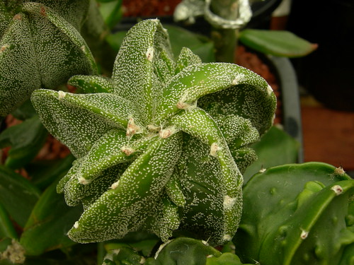 Astrophytum cultivars. 5218679911_78fcde7560