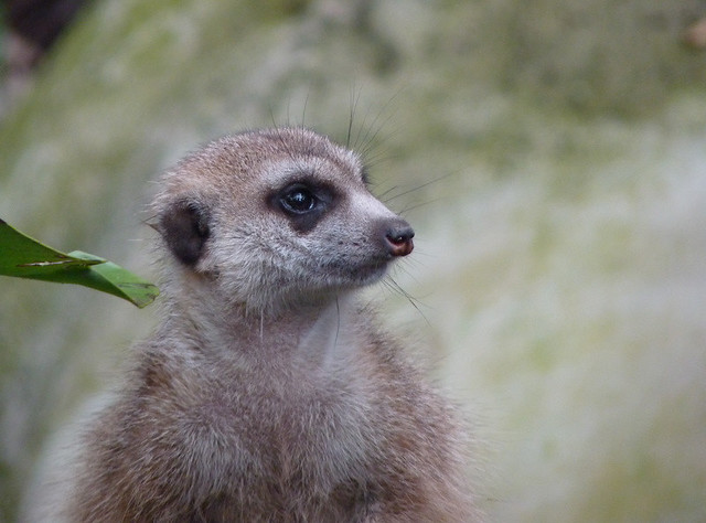 Zoo de Singapour 5346713670_ea20b4eeda_z