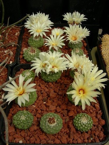 cacti 093