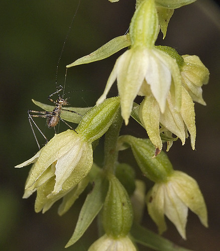 Orchidées et... sauterelles - Page 2 5226574267_d50d7bca29