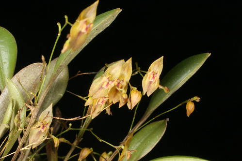 Lepanthes aeora 5498187868_186f04c29e