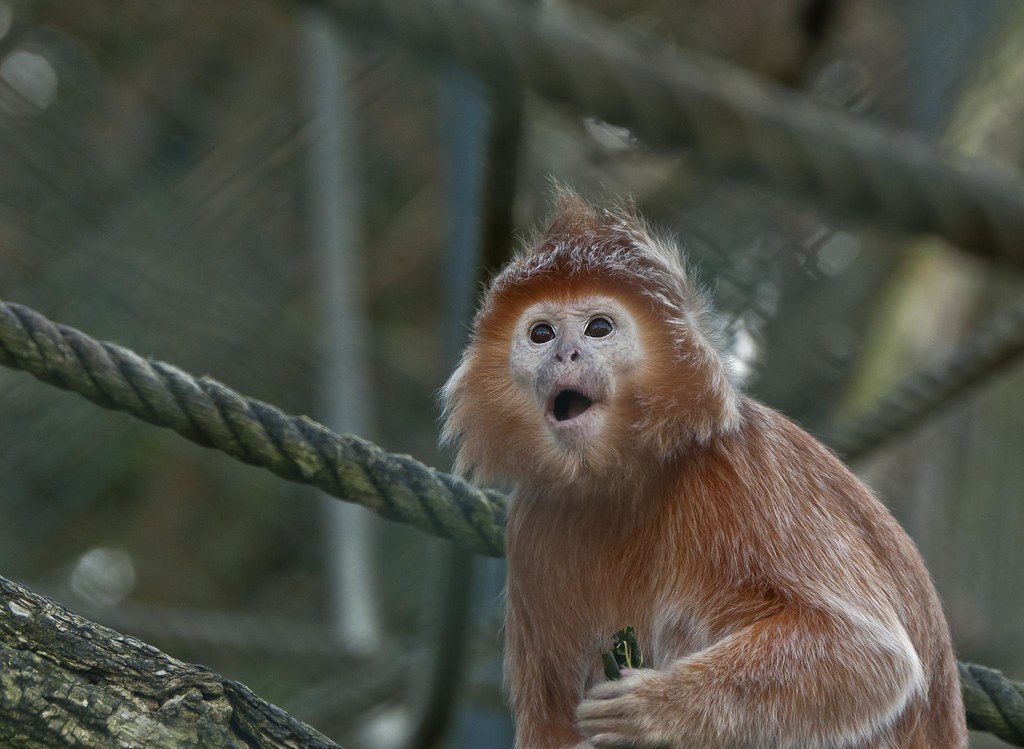 Beauval - 1ère avec le 70 300 (les singes) 5425709757_c3a5a6a436_b