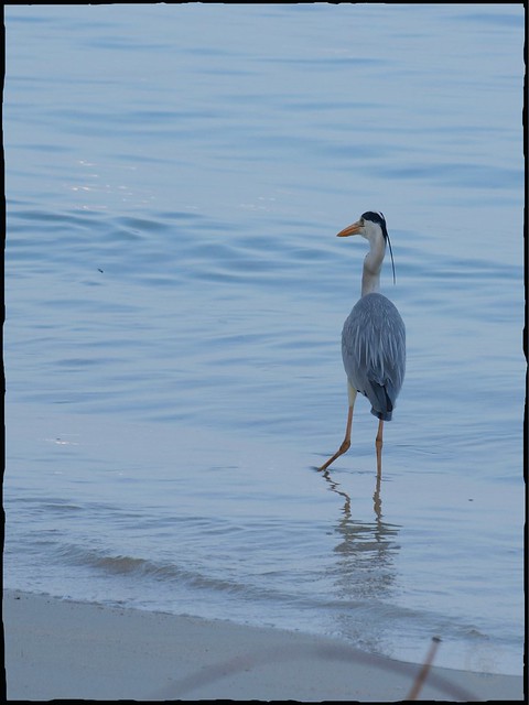 Heron des mers 5483141243_362613686f_z