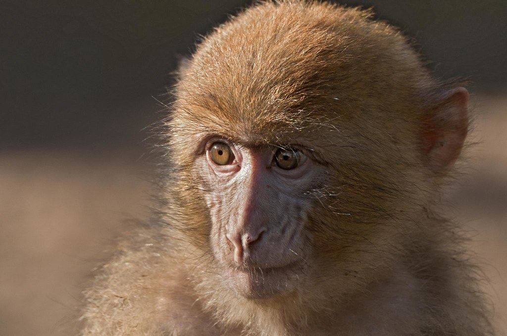 Beauval - 1ère avec le 70 300 (les singes) 5425711429_cf4187a8c2_b