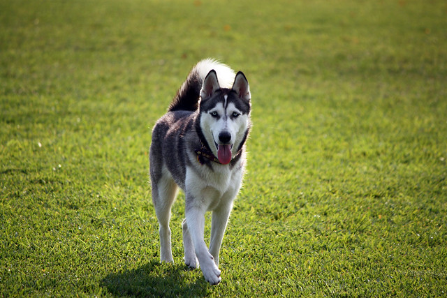 Florida Huskies and the NEW addition 9/5/13 - Page 2 5577815635_7c1cd9298f_z