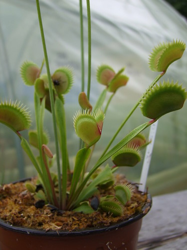 Sarracenia et dionaea pour une fois... 5747311970_01bdd5f81e