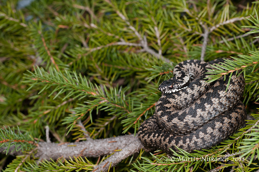 Finnish adders 5621081263_178aebb926_b