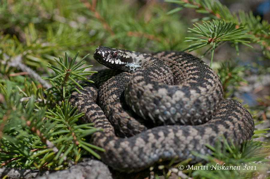 Finnish adders 5621080841_32167827fd_b