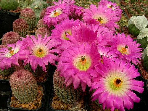 cacti 040