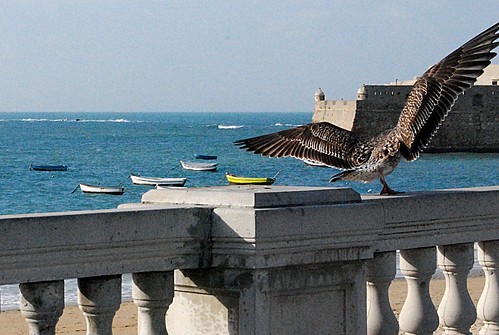 CADENA DE HAIKUS  - Tema las gaviotas - - Página 3 5346497162_968c1568e2