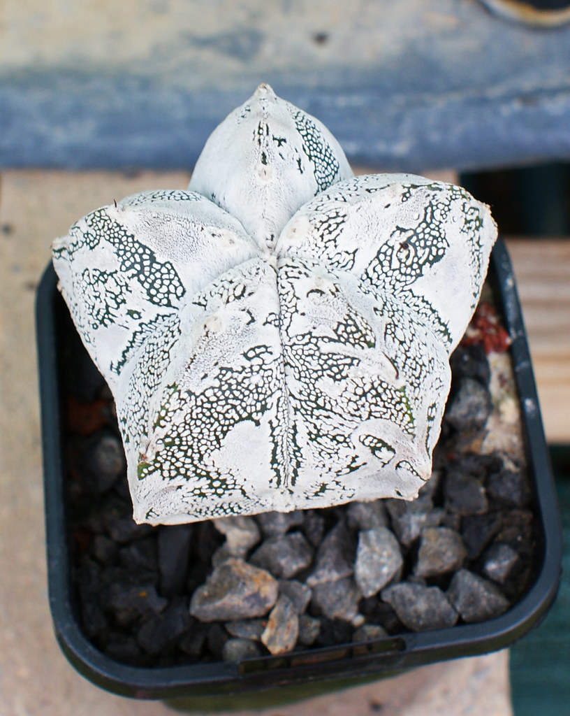 Astrophytum Cultivars