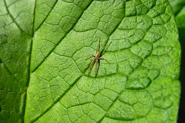 Sortie au Parc Floral de Bordeaux - les photos 5561561385_a814ceaae6_z