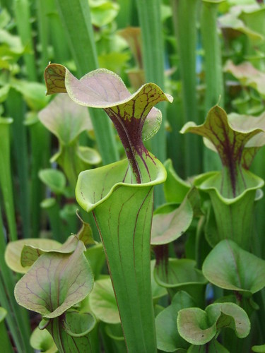 Sarracenia et dionaea pour une fois... 5746955095_4be40f391f