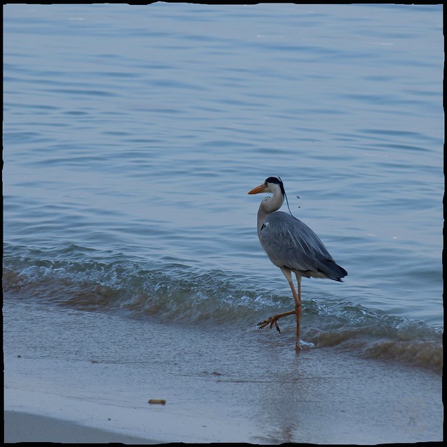 Heron des mers 5577792938_7be5c93c17_z