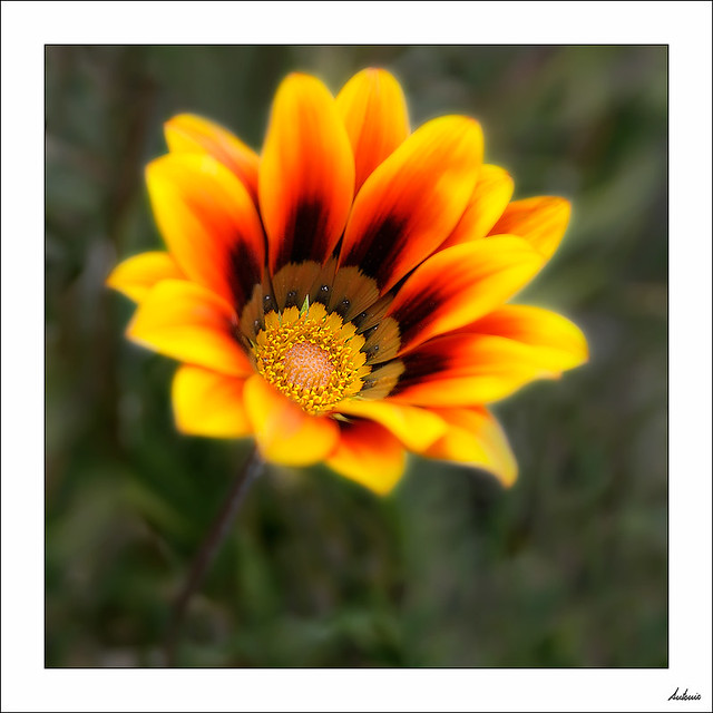 Una gazania para las mamás. 5674627345_8095a3fd28_z