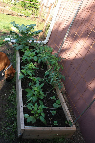 Tomato Tuesday Thread (N&C Midwest).. 5754376621_ced67ba86a