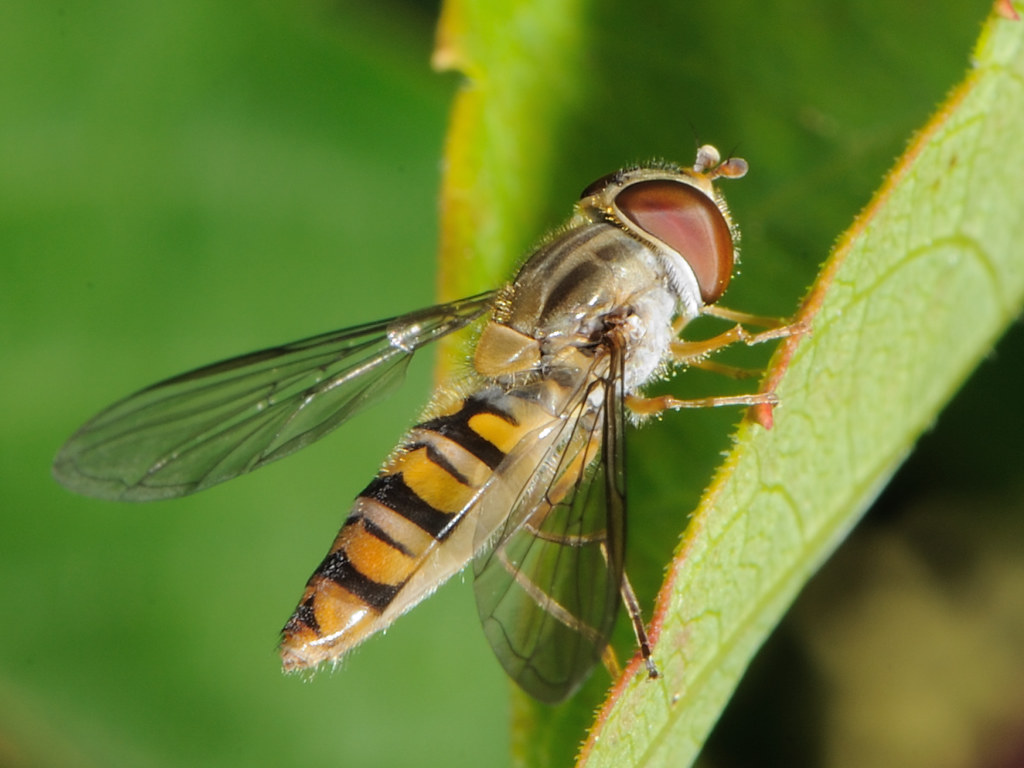 Episyrphus balteatus