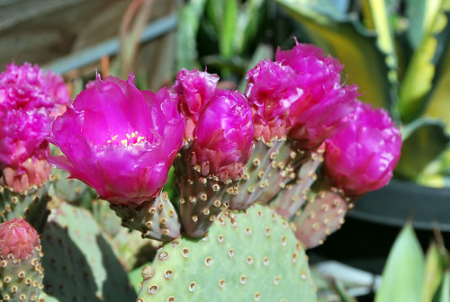 Opuntia basilaris [devinette] 5621192898_ab7dab64e1