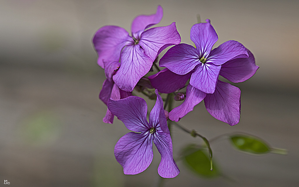 Les fleurettes de mon jardin 7006555006_09a13b68ee_o