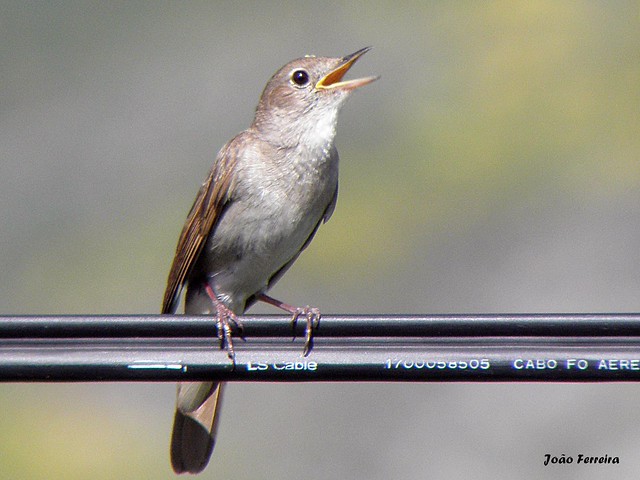 Rouxinol-comum (Luscinia megarhynchos)