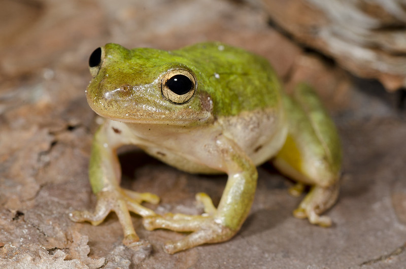 A week and a half of solid Florida herping...  7233453652_5a4e0d9c57_c