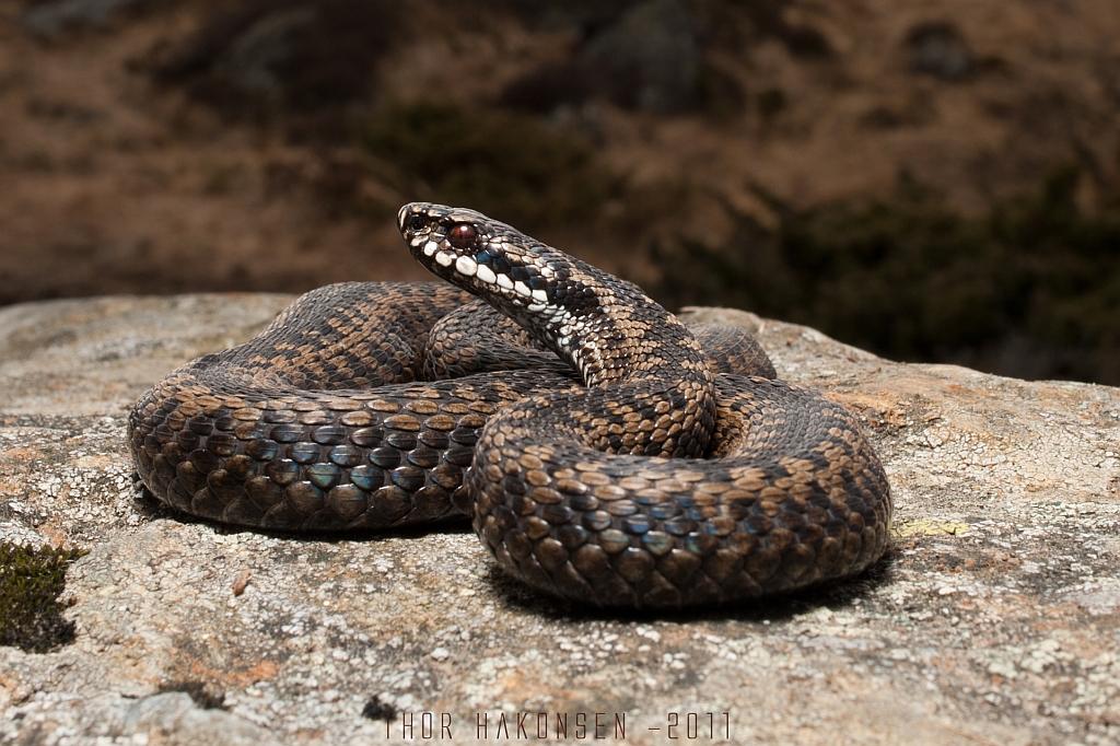 Norway - Vipera berus berus 5537095587_70bfabf1d6_o