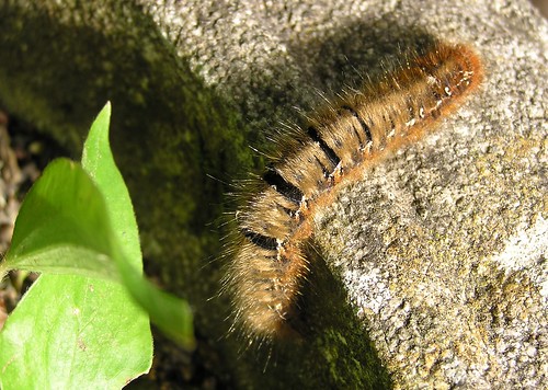 Lasiocampa quercus - Oak Eggar - Bombyx du chêne ou Minime à bandes jaunes -  14/05/11