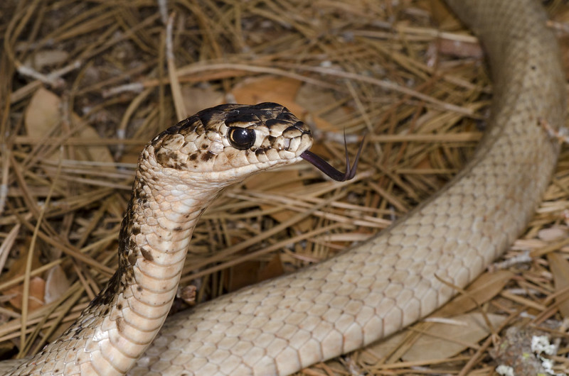 A week and a half of solid Florida herping...  7233450116_0fb9db2651_c