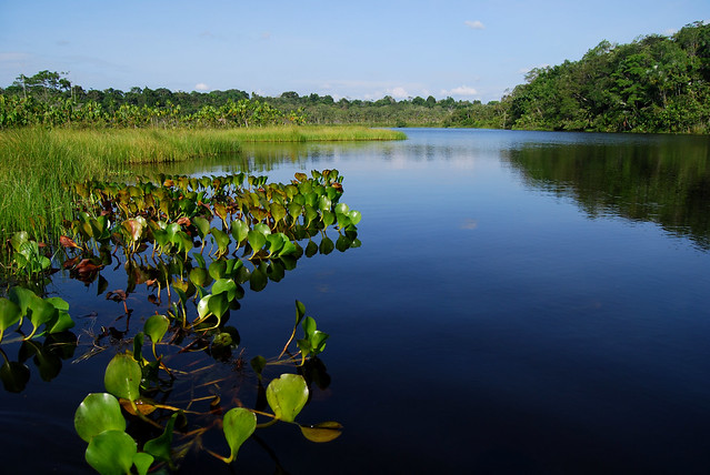 Una selva poblada de criaturas “extrañas” en Ecuador 5356096104_c59da015bc_z