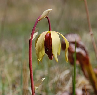 Darlingtonia californica [devinette] 5240549922_b985828ea3_n