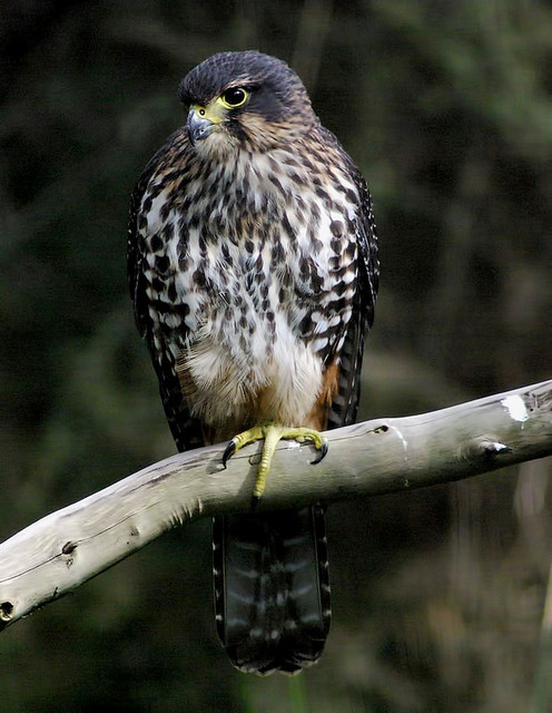 Falconiformes. sub Falconidae - sub fam Falconinae - gênero Falco - Página 2 5262441255_101b30a9ab_z