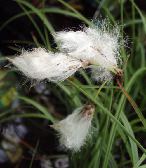 Eriophorum angustifolium 5513632995_2408bb17e7_o