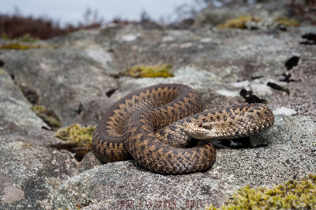 Norway - Vipera berus berus 5602840408_922d763ec6_o