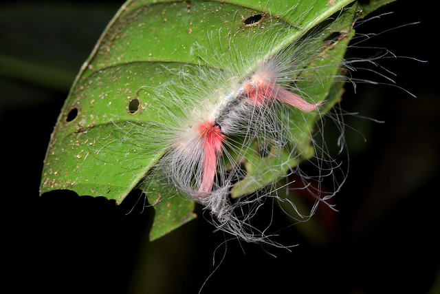 Una selva poblada de criaturas “extrañas” en Ecuador 5420700072_a153fc4124_z