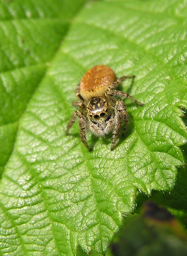 Carrhotus xanthogramma - 21/04/11