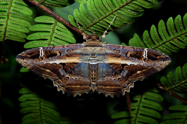 Una selva poblada de criaturas “extrañas” en Ecuador 5358129636_417e3201fa_z