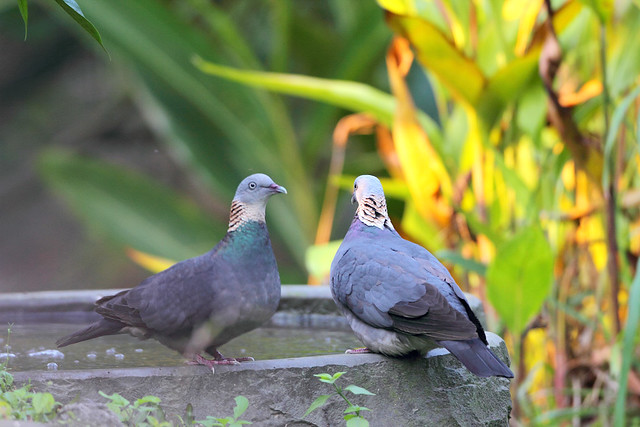 COLOMBO DEL NEPAL (Columba pulchricollis) 5422072914_0f022ede2d_z