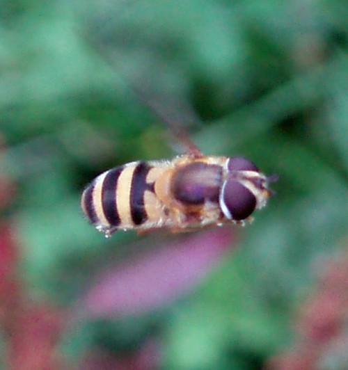 Epistrophe grossulariae 5609697529_547bc0d0c9_o